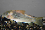 Corydoras Melanotaenia